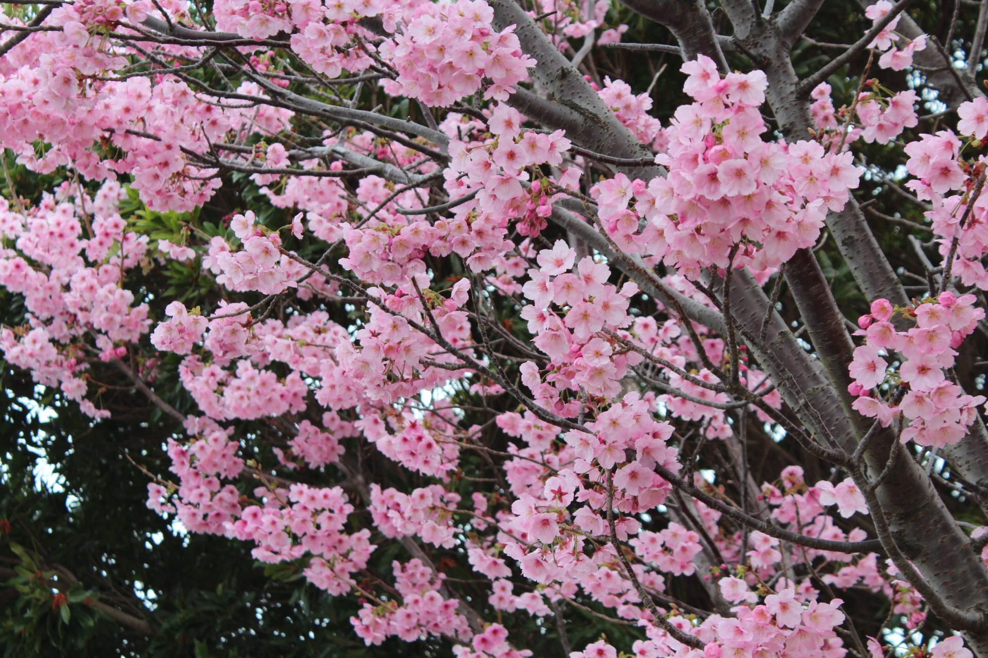 浦安マリーナの桜！